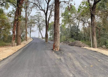 हुलाकी राजमार्गको दुर्दशा : बीच सडकमा रुख राखेर कालोपत्रे