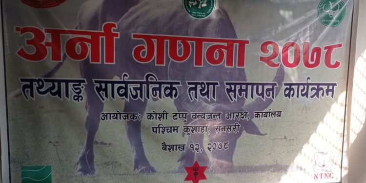 कोसीटप्पुमा बढ्दै अर्ना