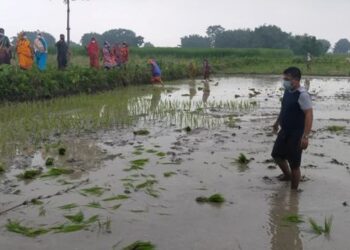 हरिनगरका जनप्रतिनिधिहरुले मनाए धान दिवस