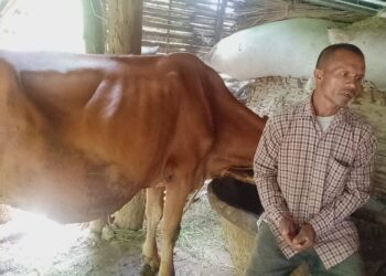 वराहक्षेत्रमा गाई अनुदानमा बिचौलिया हाबि