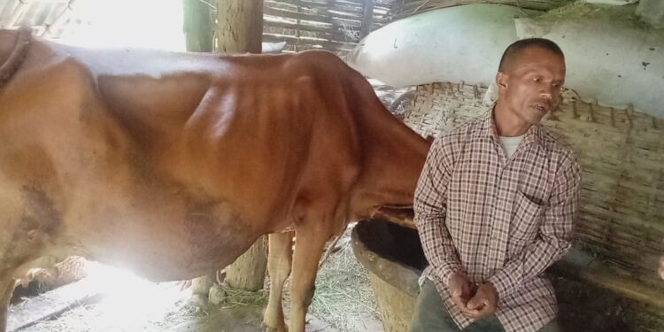 वराहक्षेत्रमा गाई अनुदानमा बिचौलिया हाबि