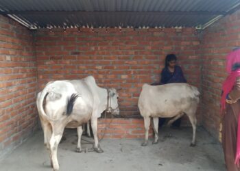 कोसीका किसानलाई गोठ उपहार