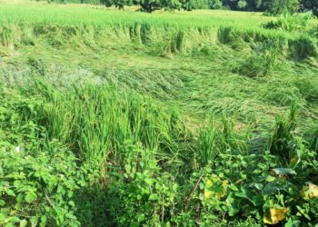 सुनसरीमा बाढीका कारणले कृषि क्षेत्रमा बढी क्षति